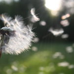 Dandelion Image